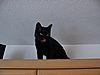 Hier steht nur Fressen f&uuml;r sportliche Cats...