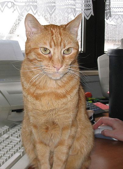 Stolzer Kater