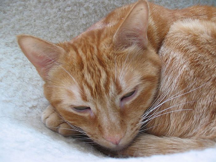 M&uuml;der Kater