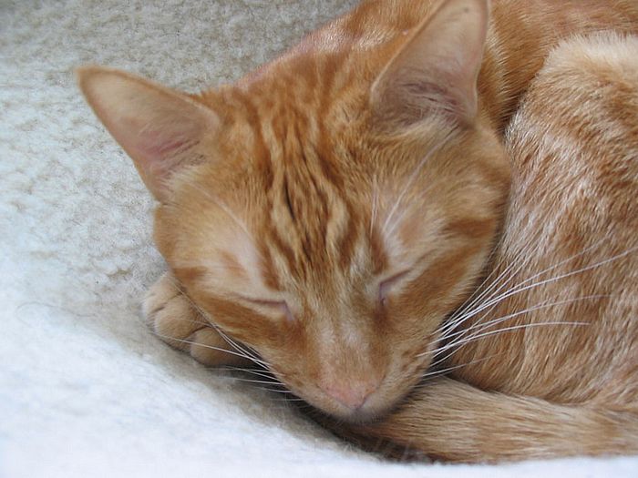 Schlafender Kater