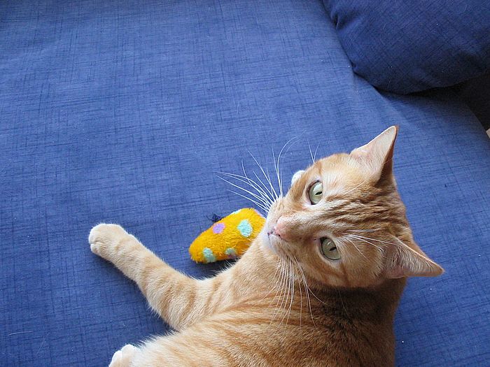Migo mit Minzekissen