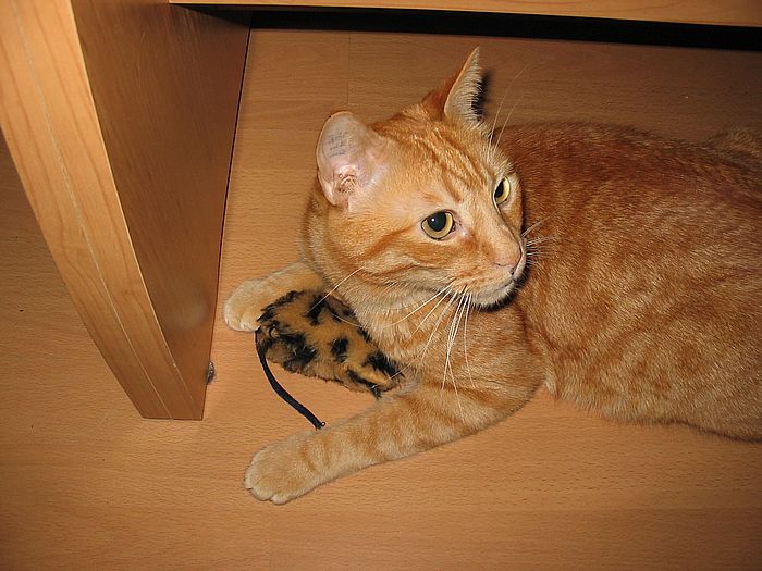 Migo mit Minzemaus