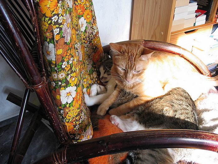 Loulou und Amigo &uuml;bereinander