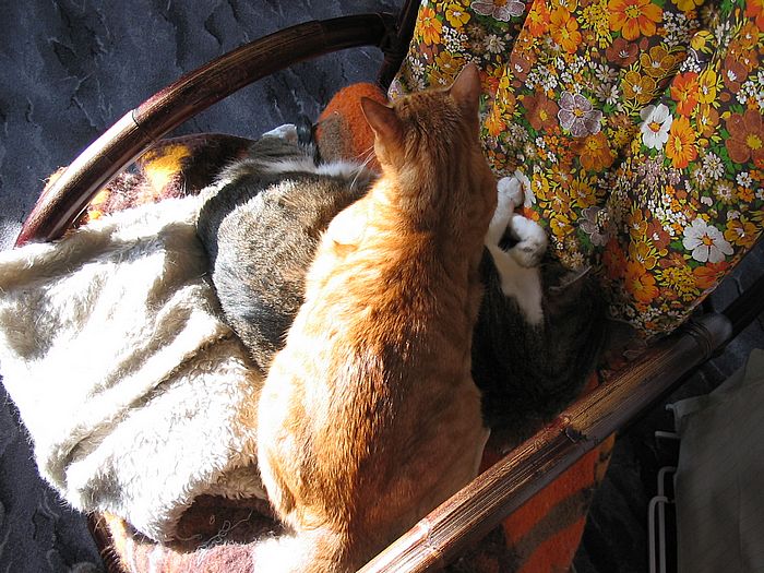 Loulou und Amigo &uuml;bereinander
