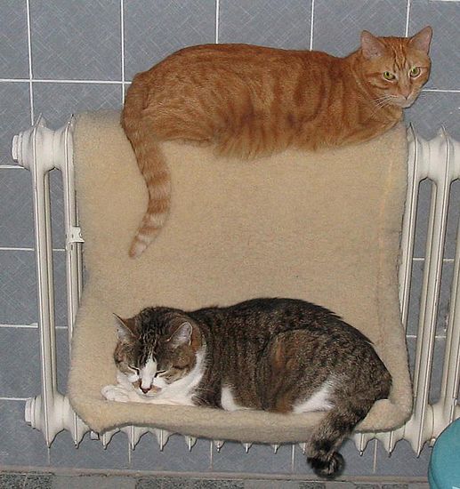Loulou und Amigo auf der Badliege