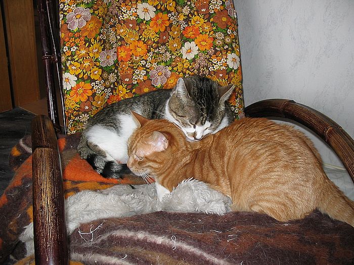 Loulou und Amigo kuscheln