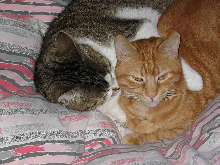 Loulou kuschelt mit Migo