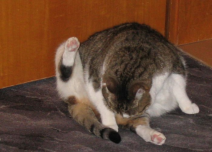 Loulou putzt ihren Hintern