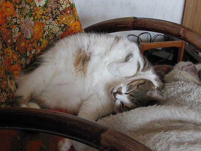 Loulou zeigt ihren Bauch