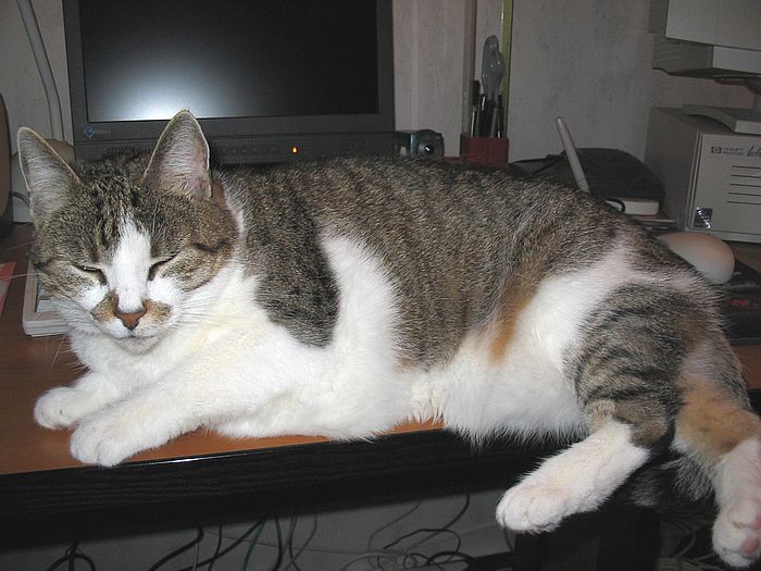 Loulou liegt vor der Tastatur