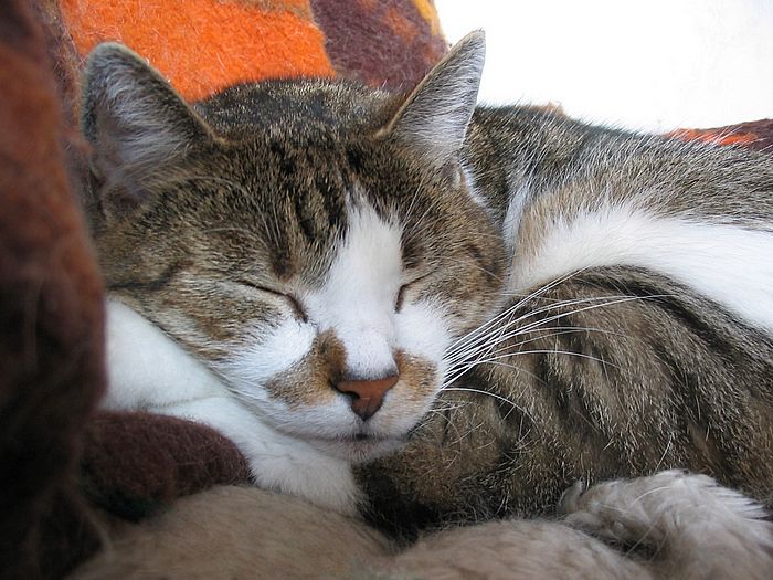 Loulou schl&auml;ft