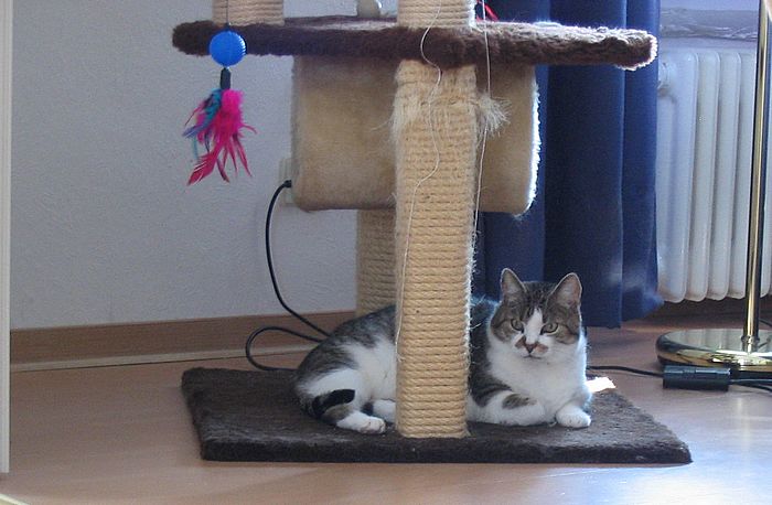 Loulou am Kratzbaum