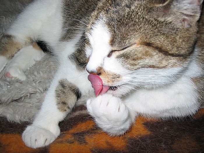 Loulou putzt sich