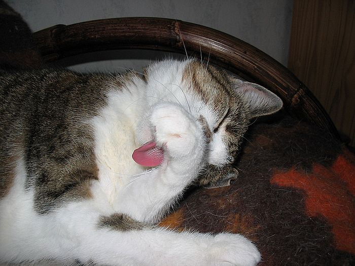 Loulou w&auml;scht das Gesicht
