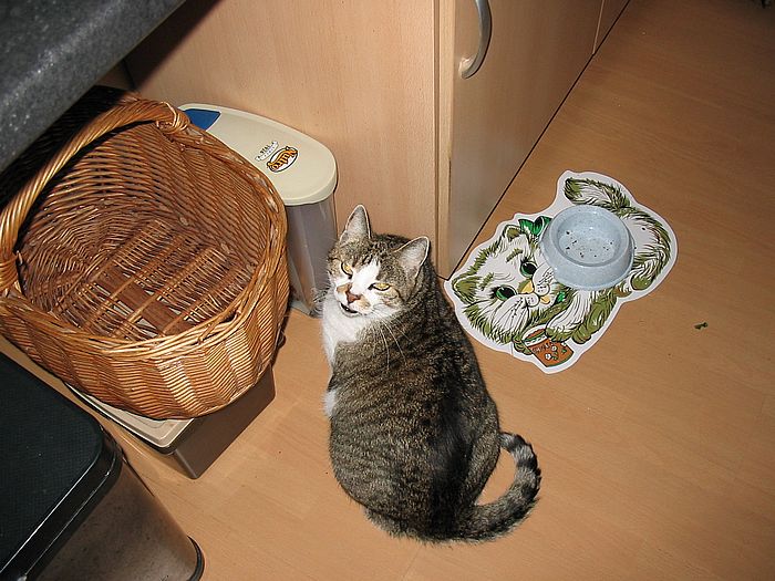 Loulou maunzt