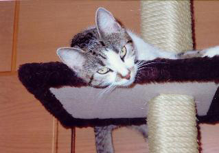 Loulou auf dem Kratzbaum - 1994
