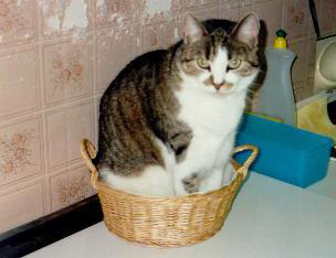 Loulou im zu kleinen K&ouml;rbchen - 1996