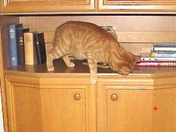 Migo jagt den Laserpointer auf dem Schrank