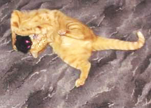Migo spielt mit seiner Catnip-Maus