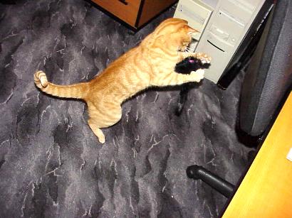 Migo spielt mit seiner Maus am Computer