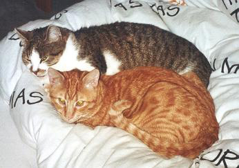 Migo und Loulou im Bett