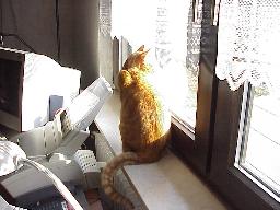Migo sitzt am Fenster