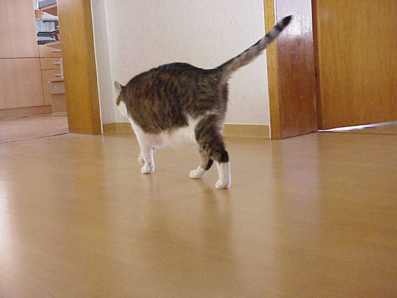 Loulou auf der Pirsch