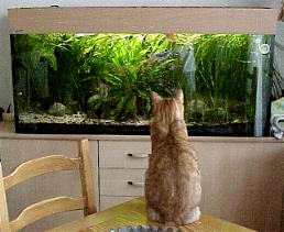 Migo beim "fernsehen" vor dem Aquarium