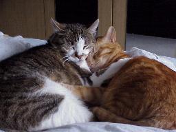 Loulou und Migo beim engen Schmusen